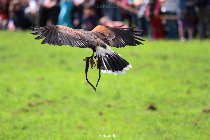 grugapark-greifvogelschau-2012-04-062