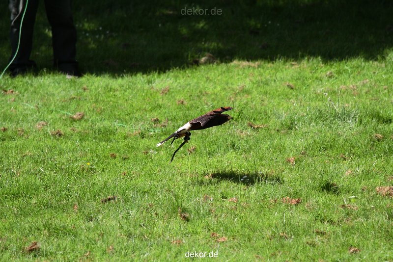 grugapark-greifvogelschau-2012-04-066