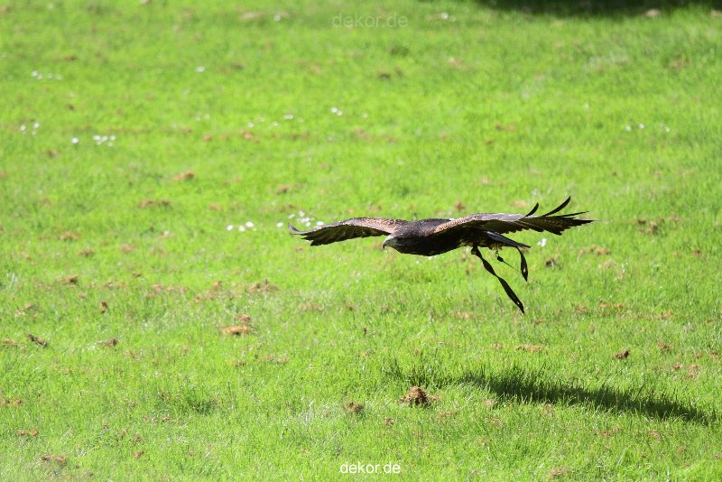 grugapark-greifvogelschau-2012-04-077