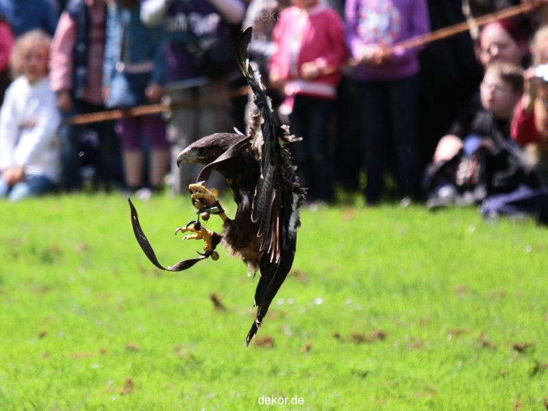 grugapark-greifvogelschau-2012-04-080