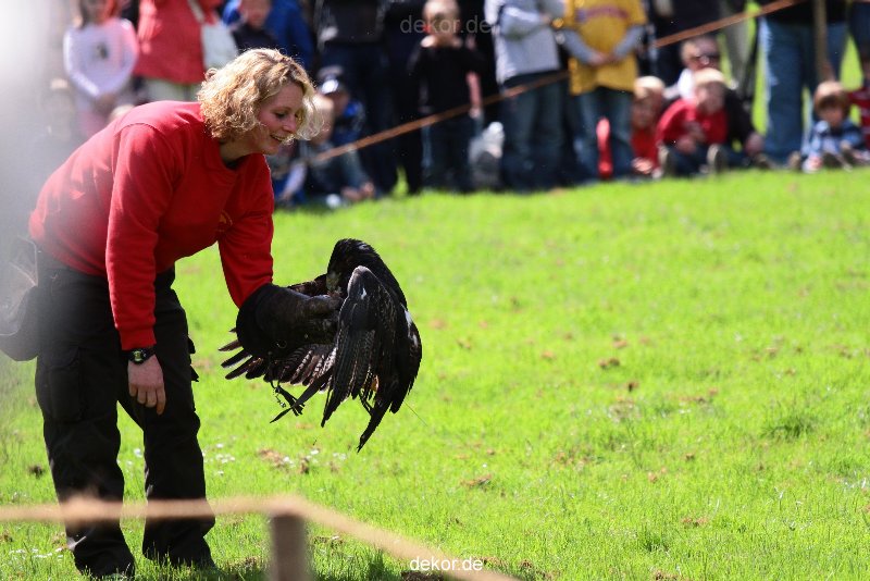grugapark-greifvogelschau-2012-04-087