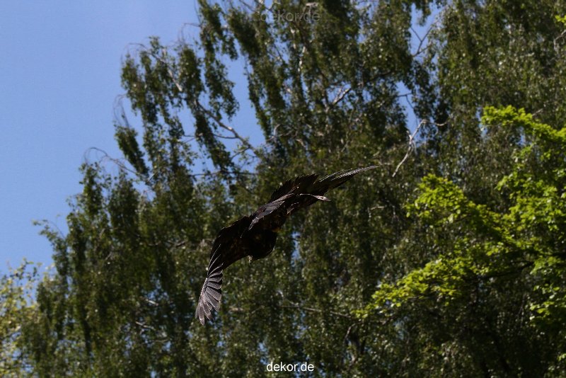 grugapark-greifvogelschau-2012-04-088