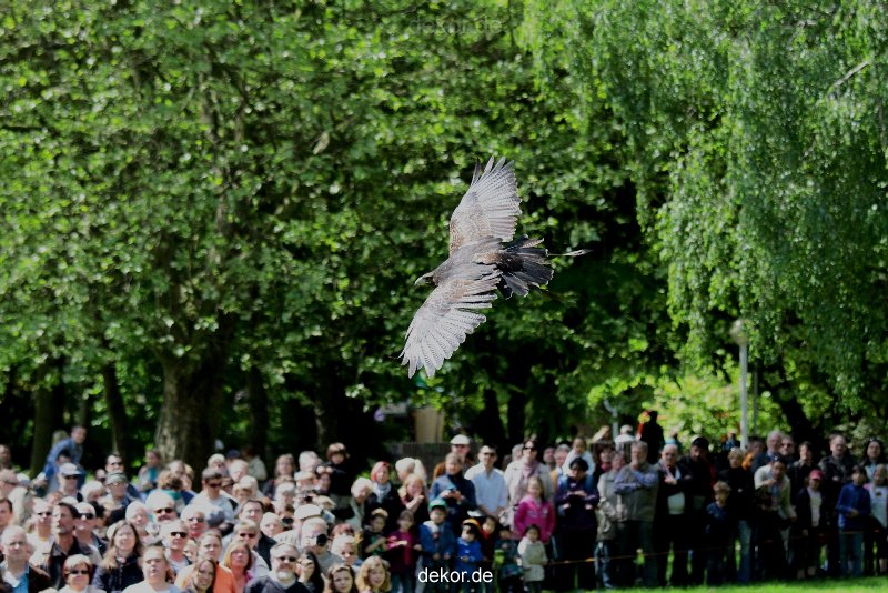 grugapark-greifvogelschau-2012-04-089