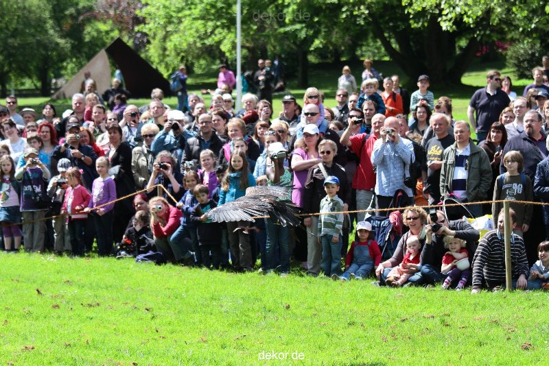 grugapark-greifvogelschau-2012-04-090