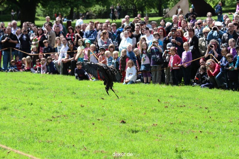 grugapark-greifvogelschau-2012-04-091