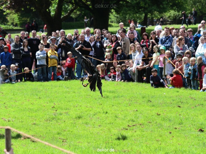 grugapark-greifvogelschau-2012-04-092