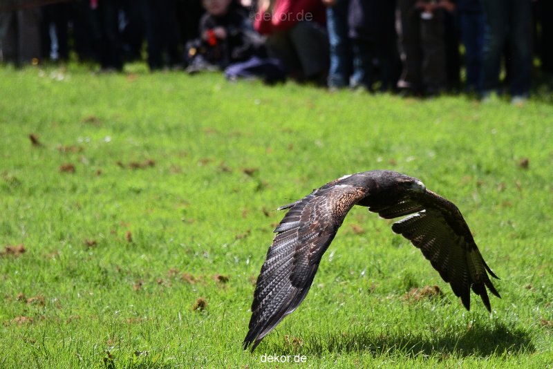 grugapark-greifvogelschau-2012-04-096