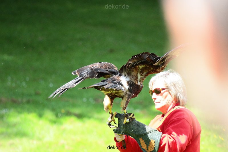 grugapark-greifvogelschau-2012-04-099
