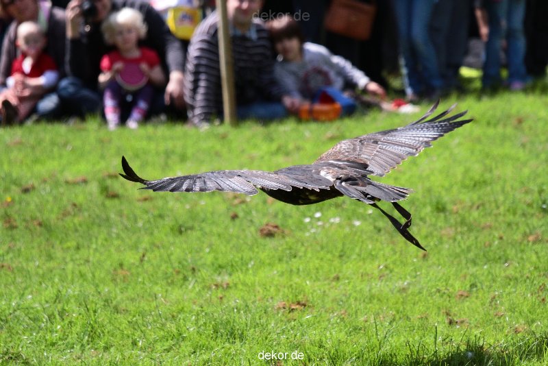 grugapark-greifvogelschau-2012-04-102