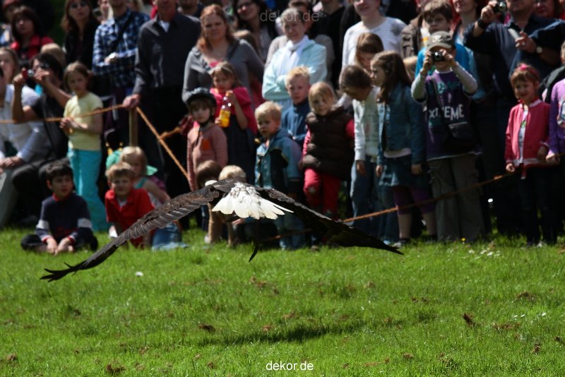 grugapark-greifvogelschau-2012-04-109