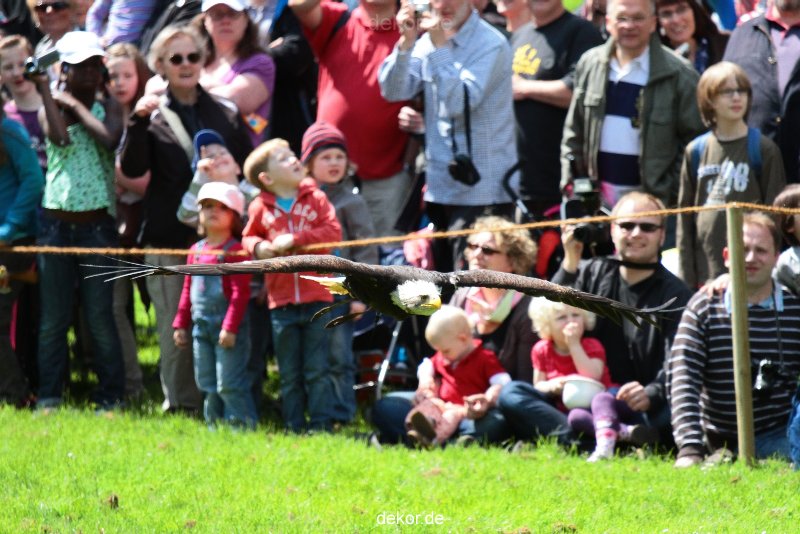 grugapark-greifvogelschau-2012-04-113