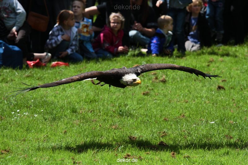 grugapark-greifvogelschau-2012-04-114