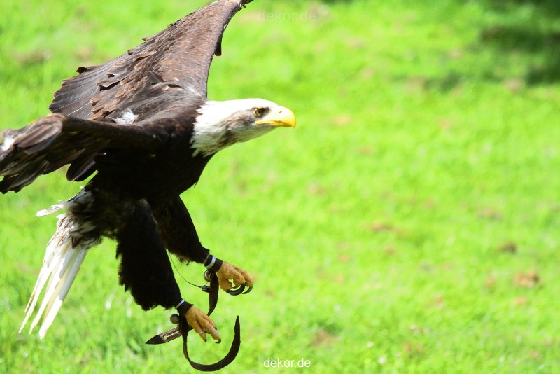 grugapark-greifvogelschau-2012-04-115