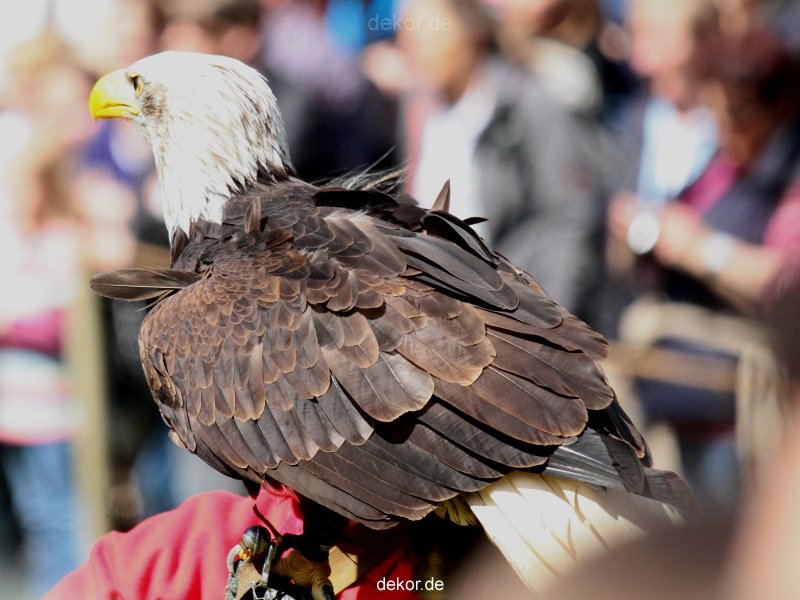 grugapark-greifvogelschau-2012-04-118