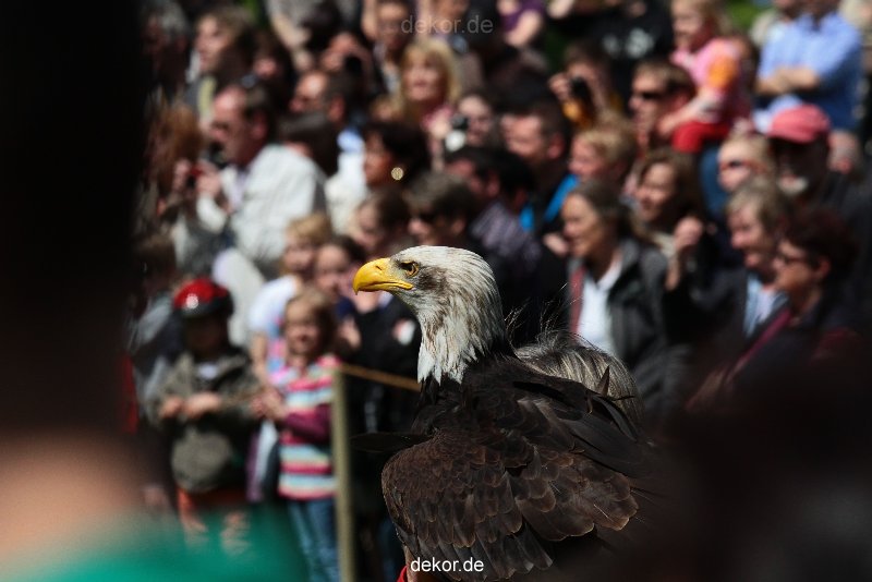 grugapark-greifvogelschau-2012-04-119