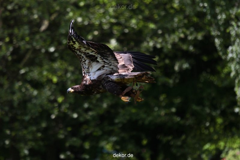 grugapark-greifvogelschau-2012-04-121