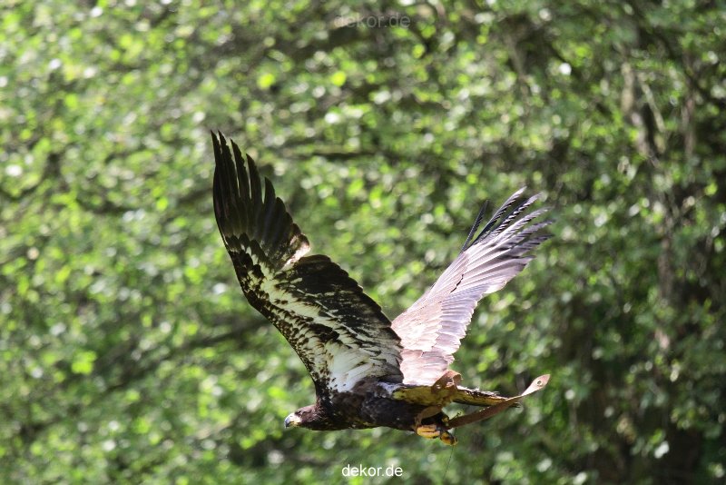 grugapark-greifvogelschau-2012-04-122