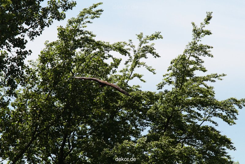grugapark-greifvogelschau-2012-04-125