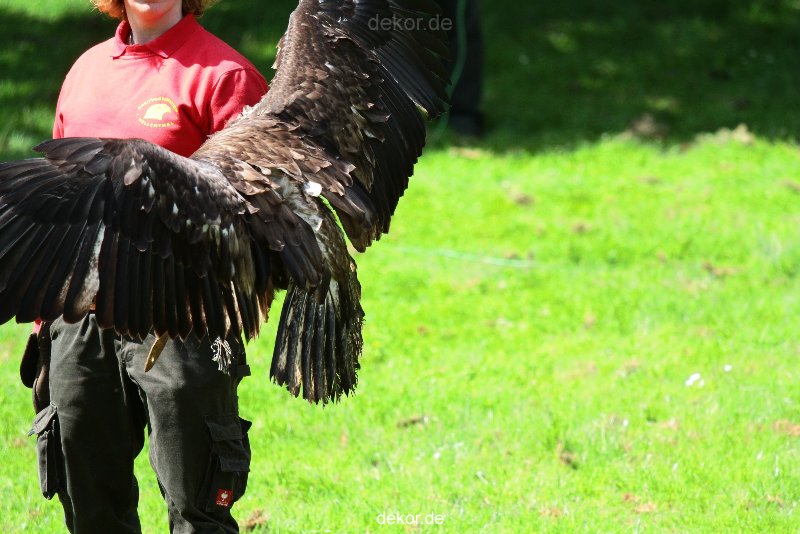 grugapark-greifvogelschau-2012-04-130