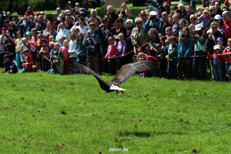 grugapark-greifvogelschau-2012-04-131
