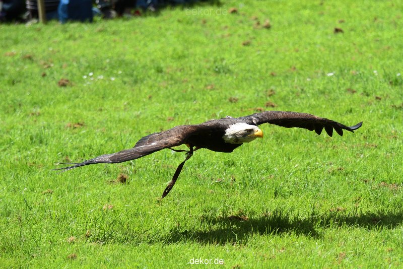 grugapark-greifvogelschau-2012-04-134
