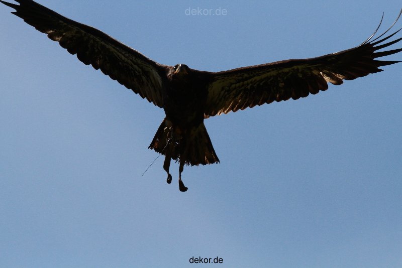 grugapark-greifvogelschau-2012-04-140