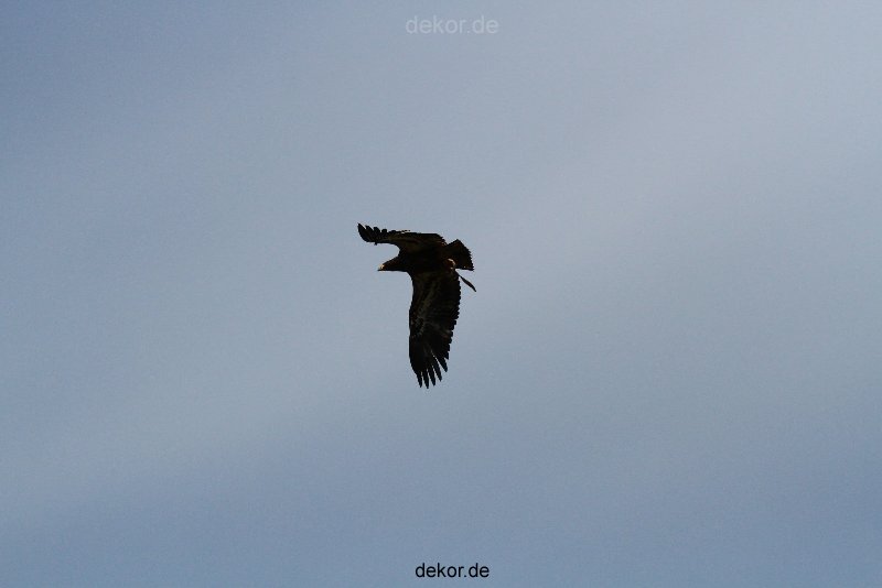 grugapark-greifvogelschau-2012-04-141