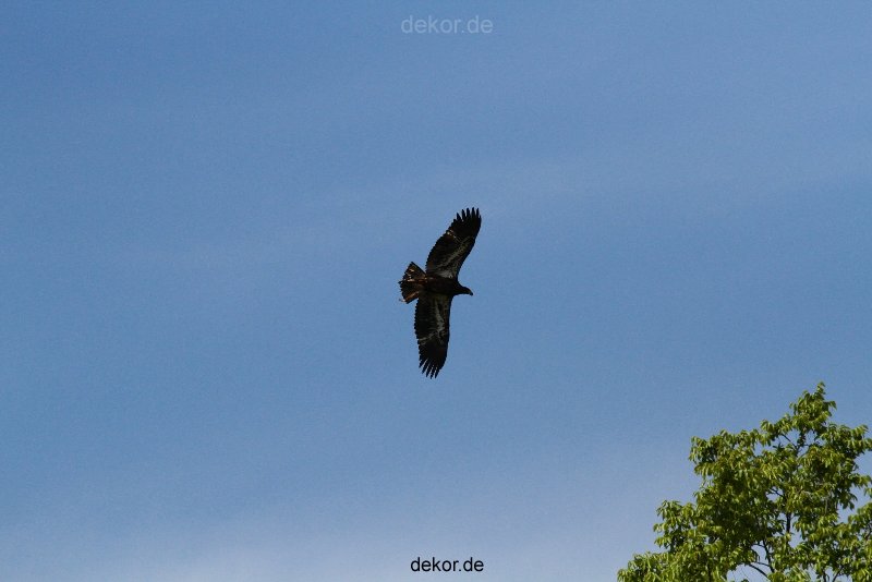 grugapark-greifvogelschau-2012-04-146