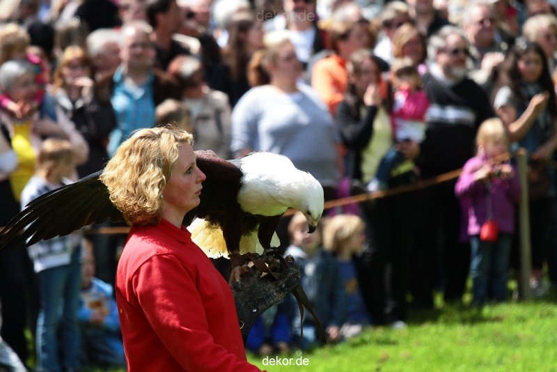 grugapark-greifvogelschau-2012-04-148