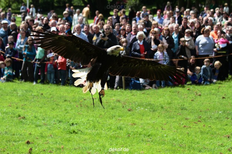 grugapark-greifvogelschau-2012-04-151
