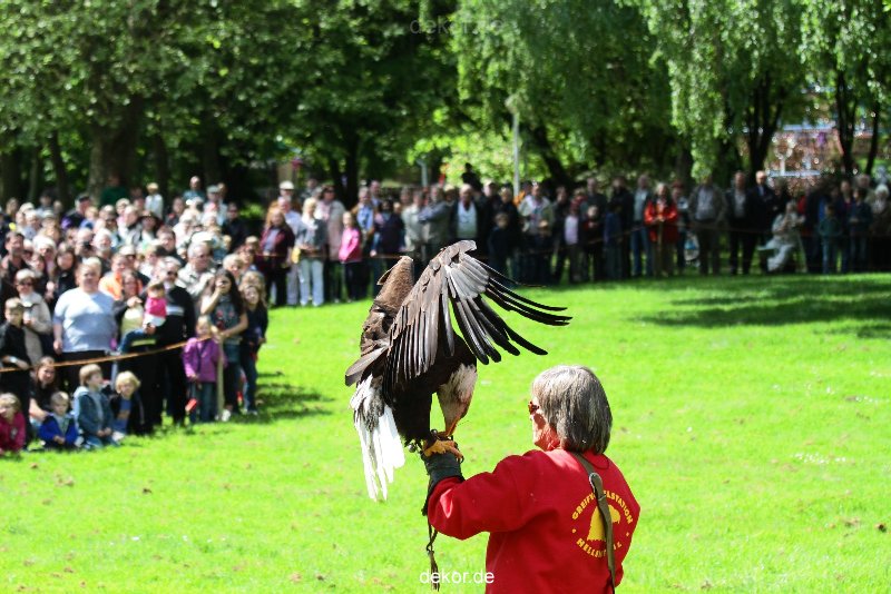 grugapark-greifvogelschau-2012-04-154