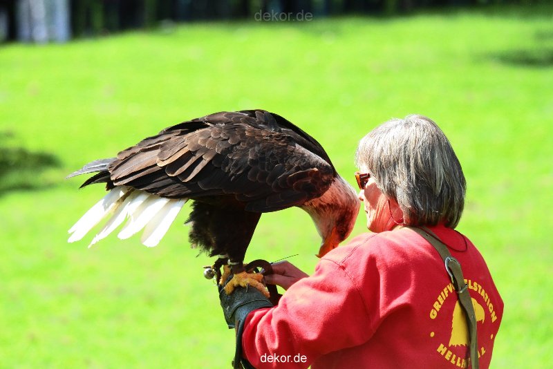 grugapark-greifvogelschau-2012-04-156