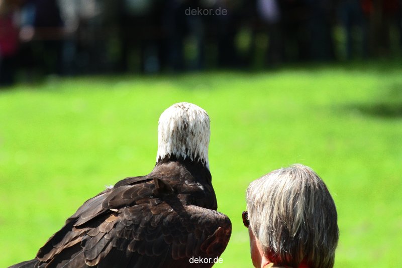 grugapark-greifvogelschau-2012-04-157