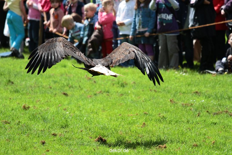 grugapark-greifvogelschau-2012-04-159