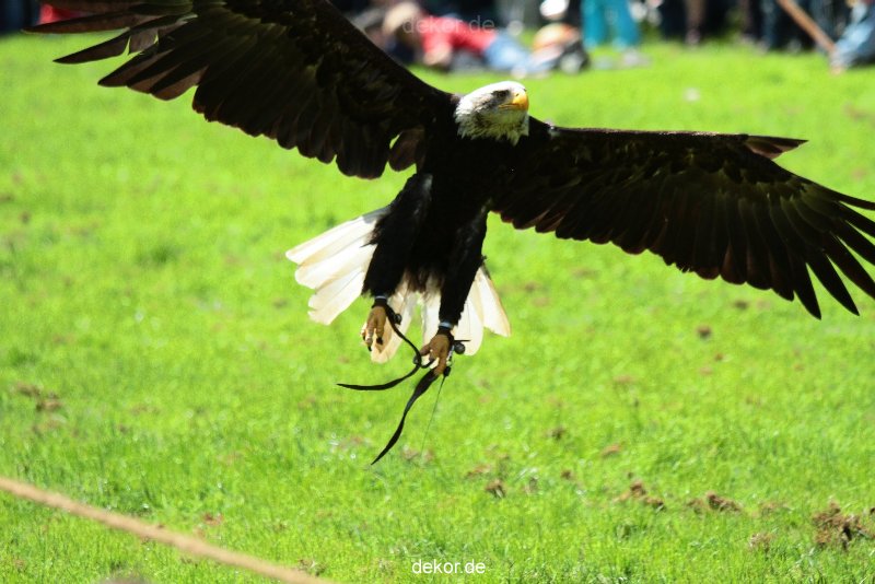 grugapark-greifvogelschau-2012-04-162