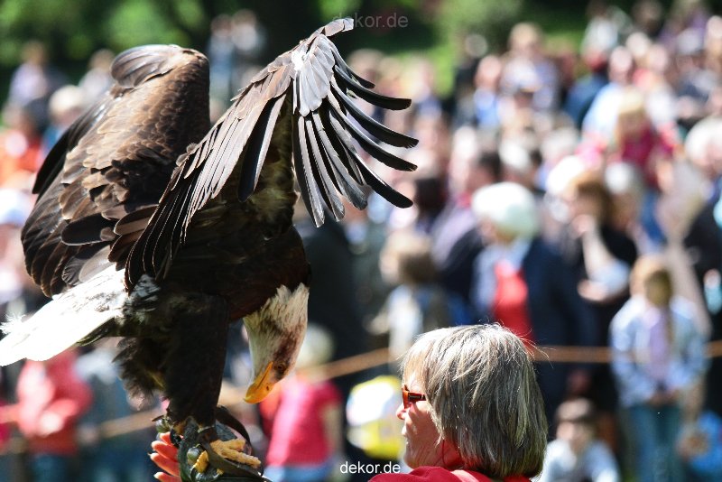 grugapark-greifvogelschau-2012-04-165