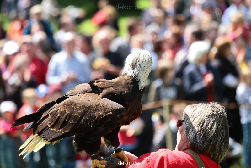 grugapark-greifvogelschau-2012-04-168