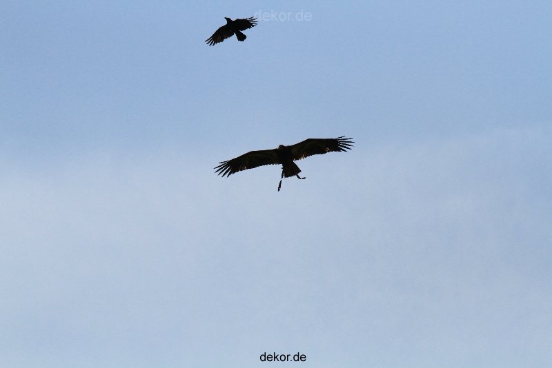 grugapark-greifvogelschau-2012-04-174