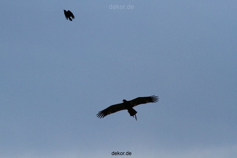 grugapark-greifvogelschau-2012-04-175