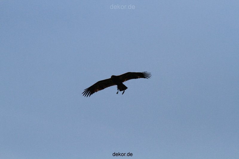 grugapark-greifvogelschau-2012-04-176