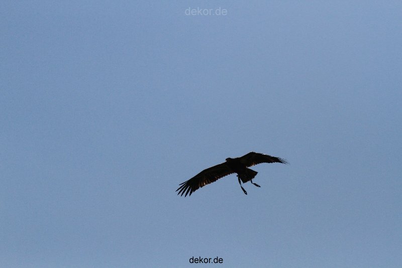 grugapark-greifvogelschau-2012-04-177