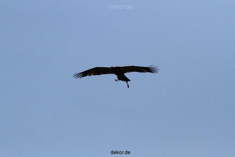 grugapark-greifvogelschau-2012-04-179