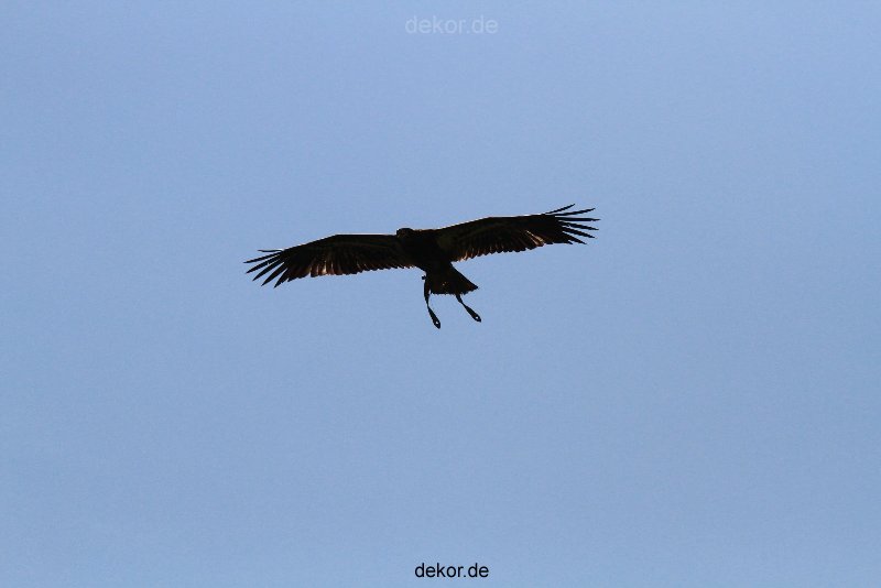 grugapark-greifvogelschau-2012-04-180