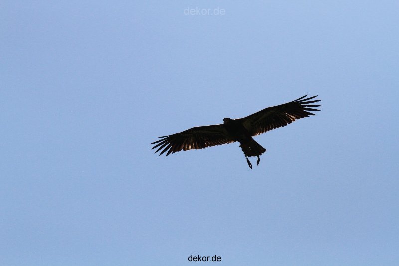 grugapark-greifvogelschau-2012-04-181