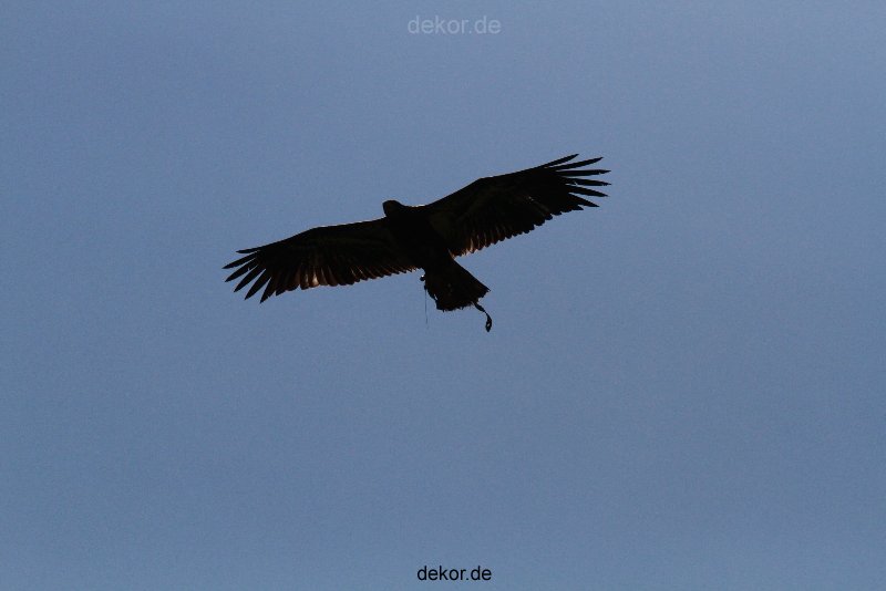 grugapark-greifvogelschau-2012-04-182