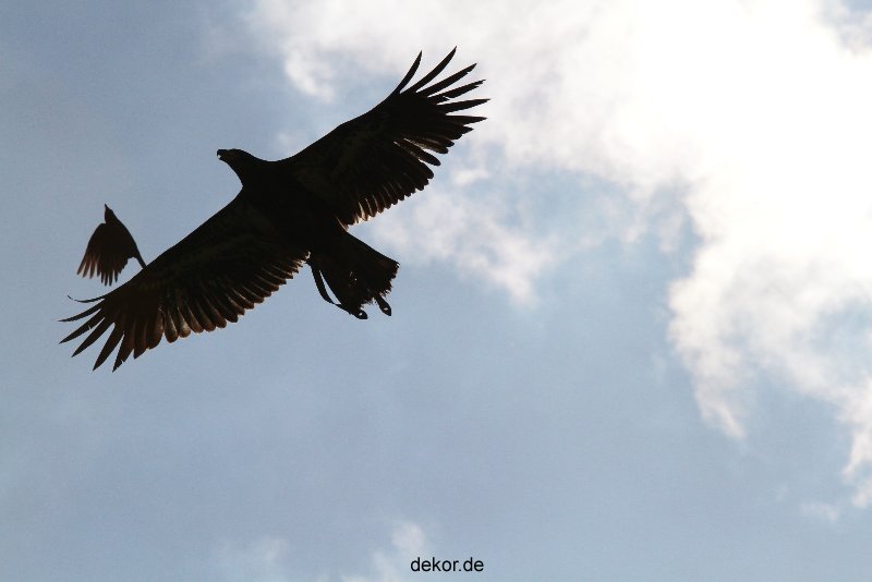 grugapark-greifvogelschau-2012-04-185