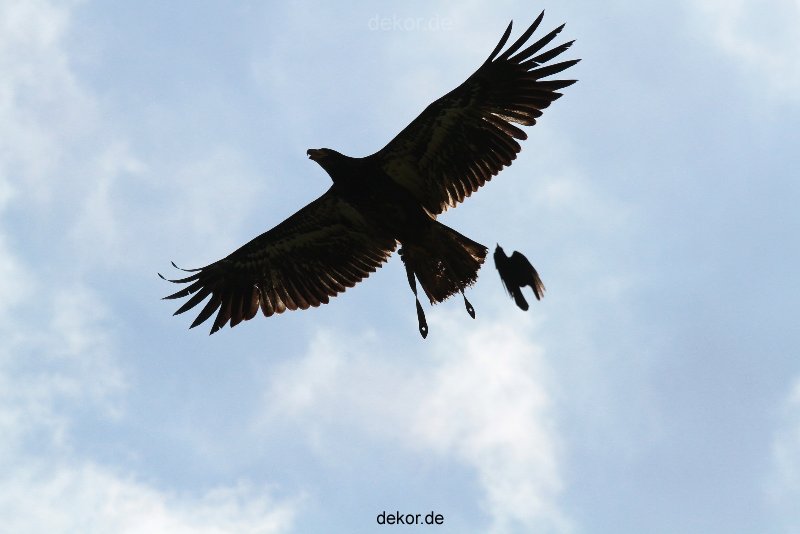 grugapark-greifvogelschau-2012-04-186