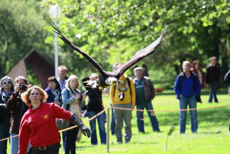 grugapark-greifvogelschau-2012-04-189