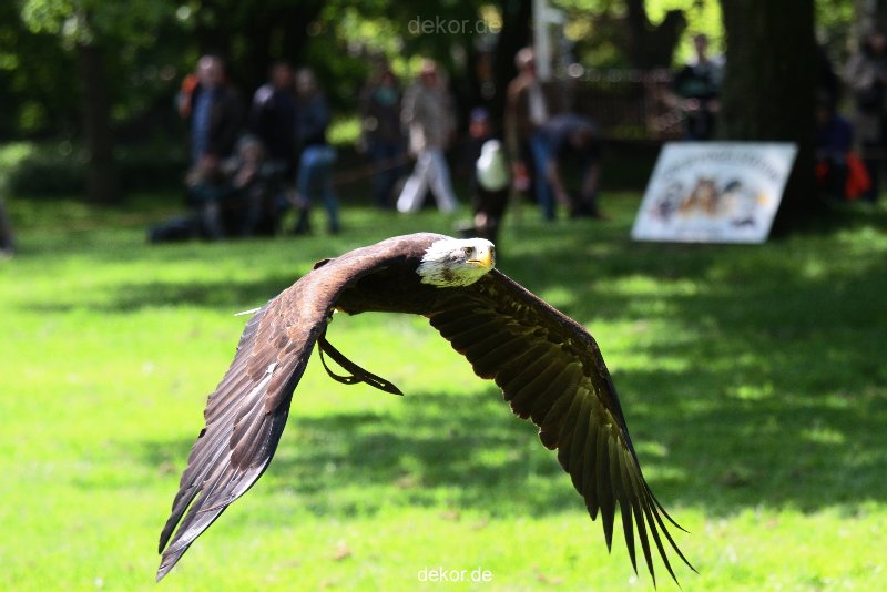 grugapark-greifvogelschau-2012-04-191