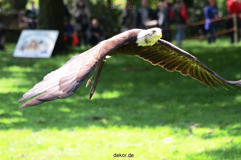 grugapark-greifvogelschau-2012-04-193
